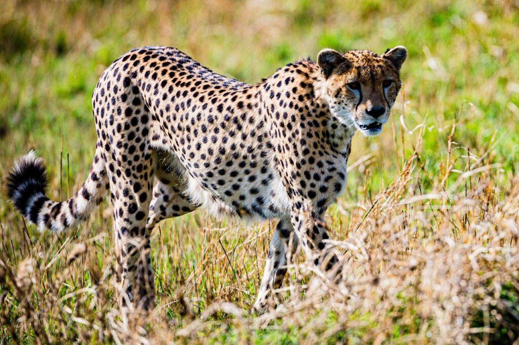 cheetah, cub, feline-7988504.jpg